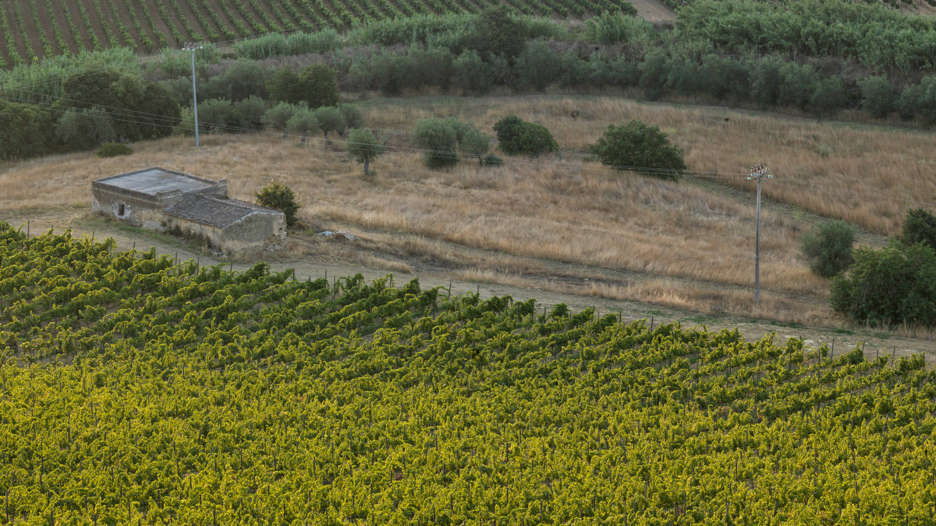 Vineyard, landscape