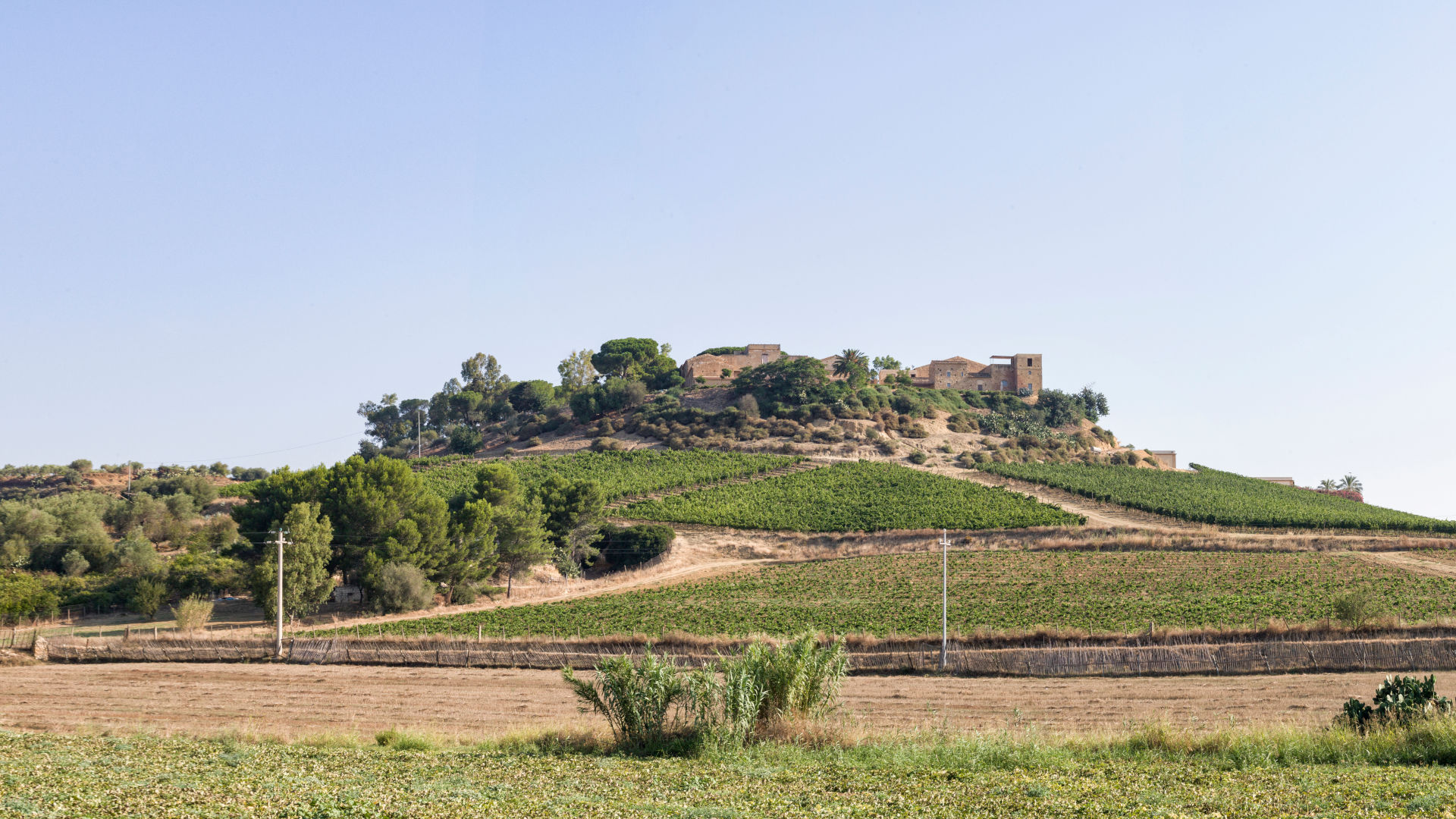 Vineyard, Feudi del Pisciotto