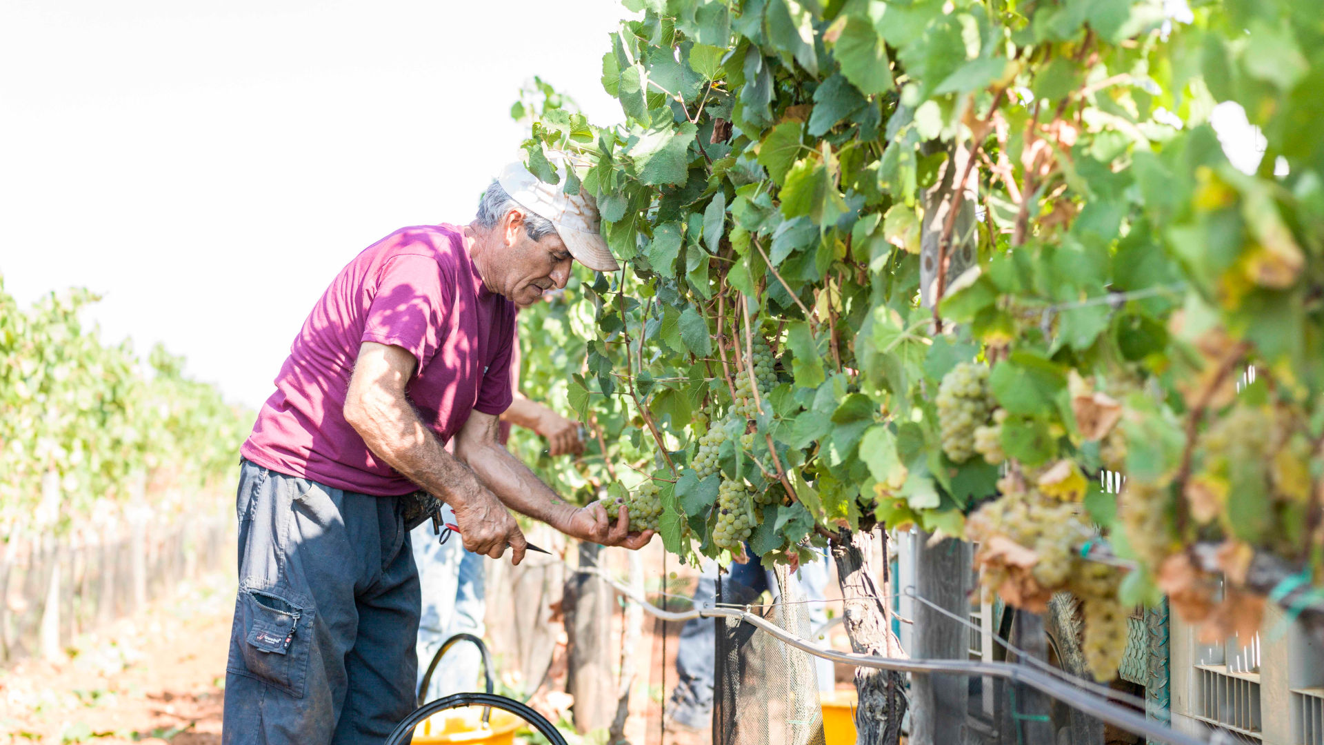 Vineyard, the harvest