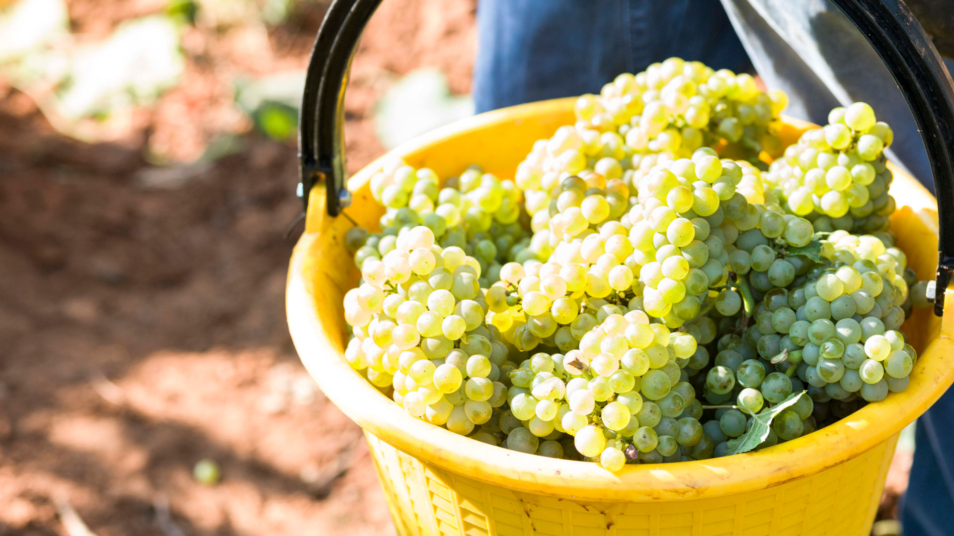 Vineyard, the harvest