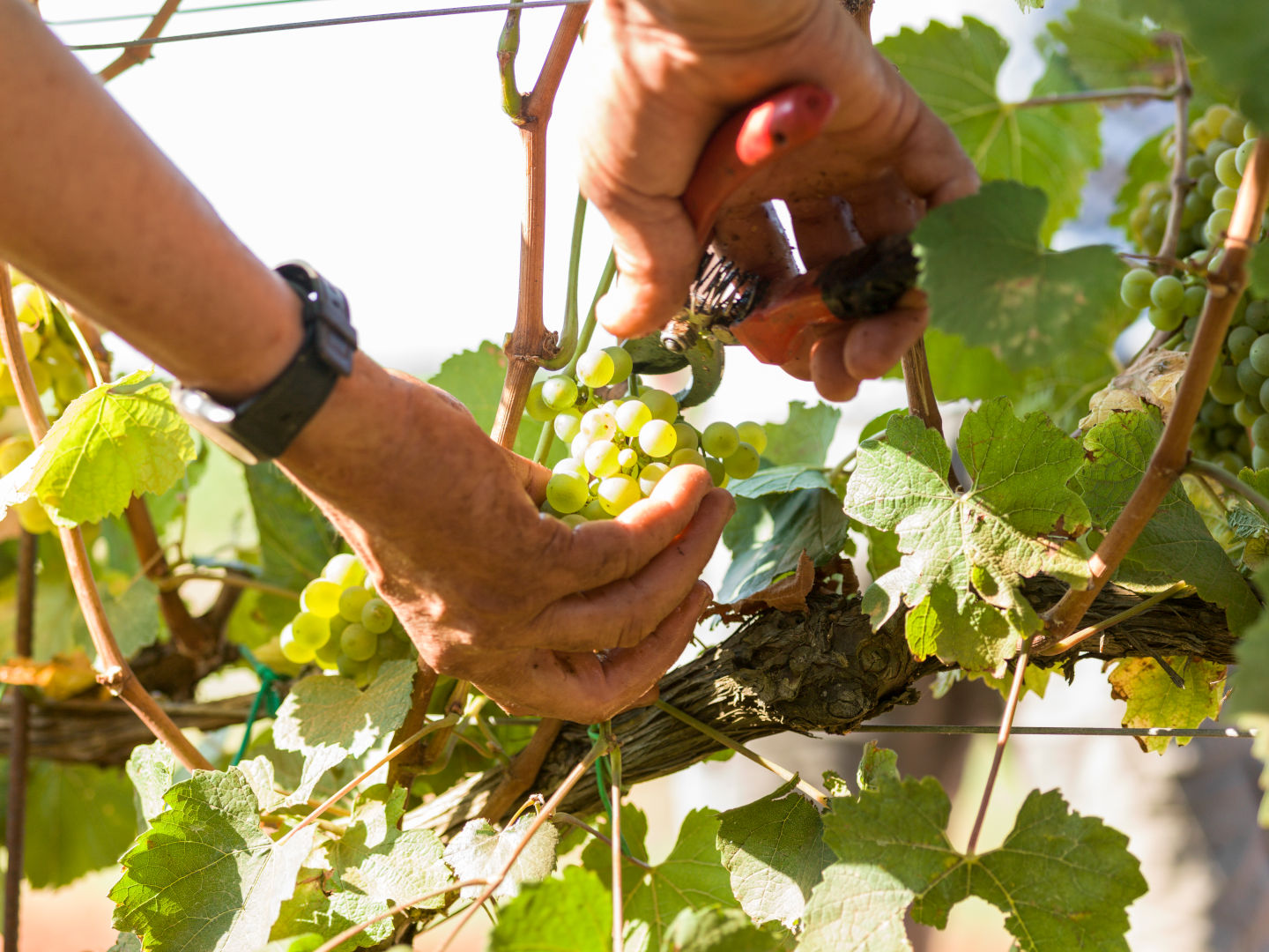 Vineyard, the harvest, detail
