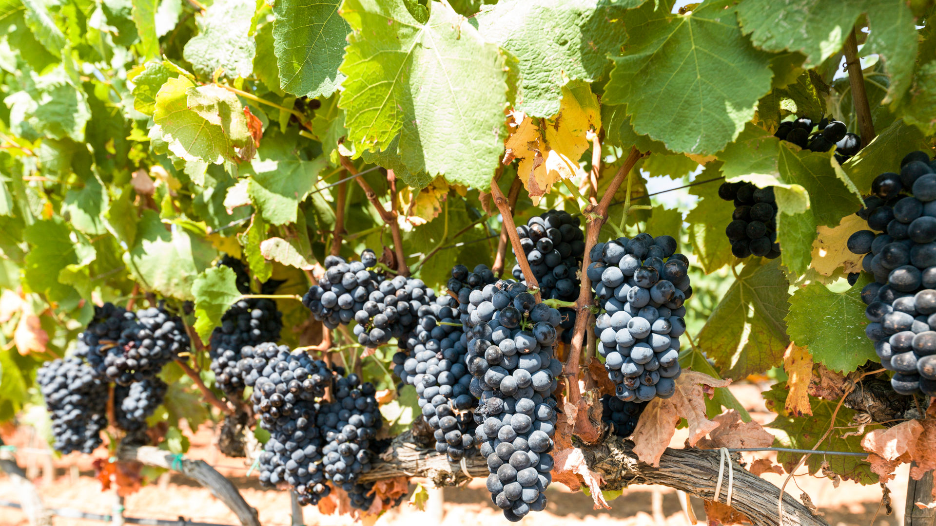 Vineyard, the harvest